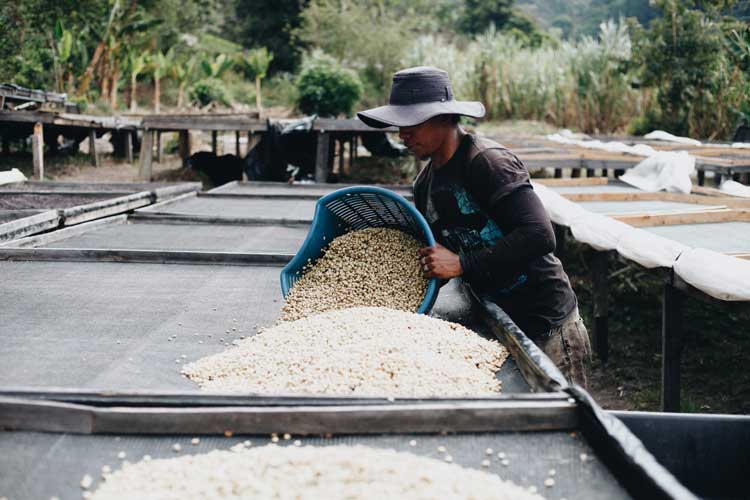 Producteur de café de qualité - séchage sur lits africains