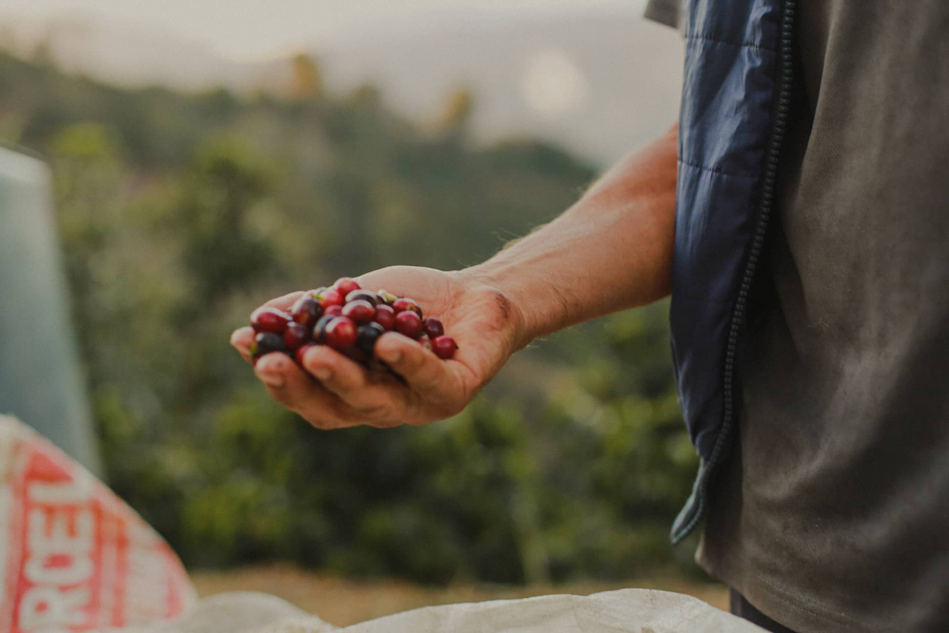 Cerises mûres de caféiers
