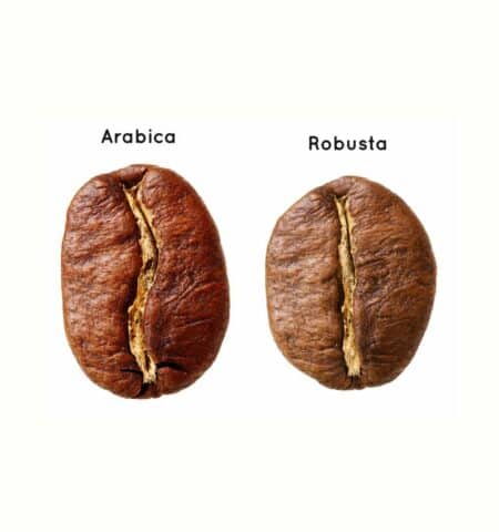 différence entre un grain d'arabica et un grain de robusta