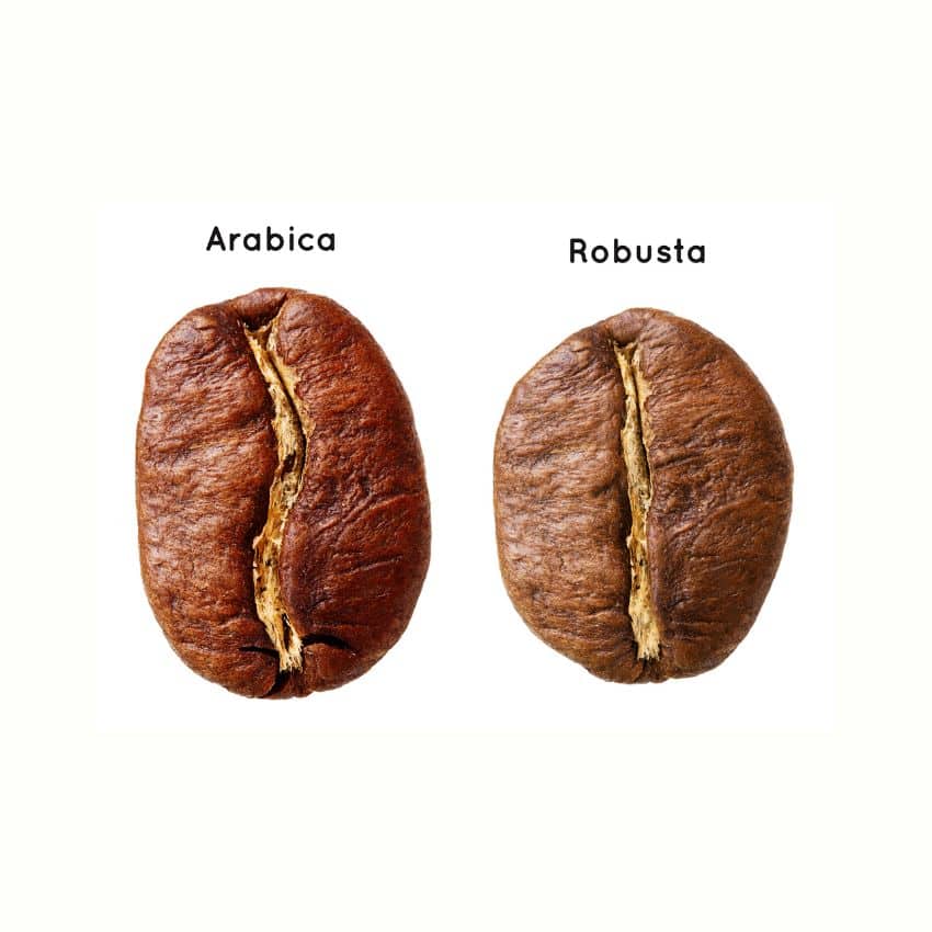 différence entre un grain d'arabica et un grain de robusta