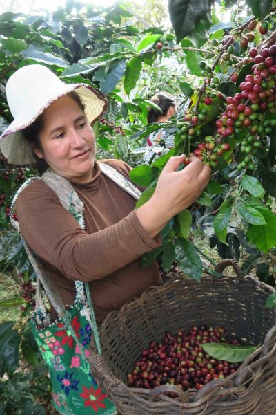 café de femmes - Montagne Cafés - pérou