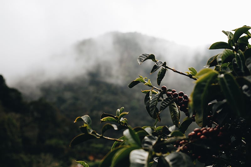 paysage caféiers