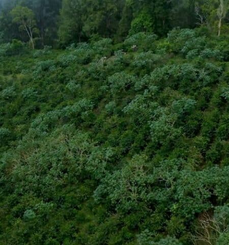 plantation de cafés au Panama
