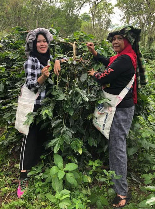 Femmes-productrices-de-café-ferme-Sumatra femmes productrices de café à Sumatra