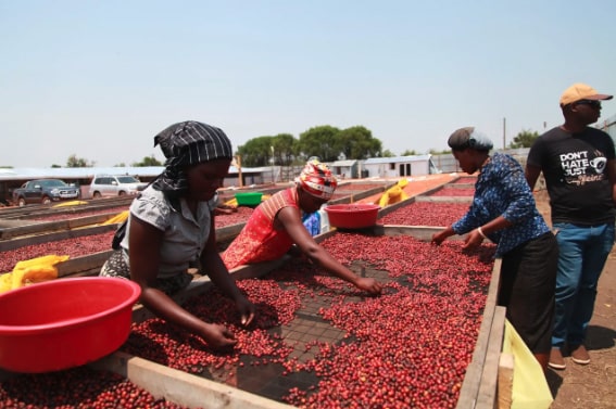 Ferme en Ouganda de café de spécialité - Mage torréfacteur ferme en Ouganda de café de spécialité - Mage torréfacteur