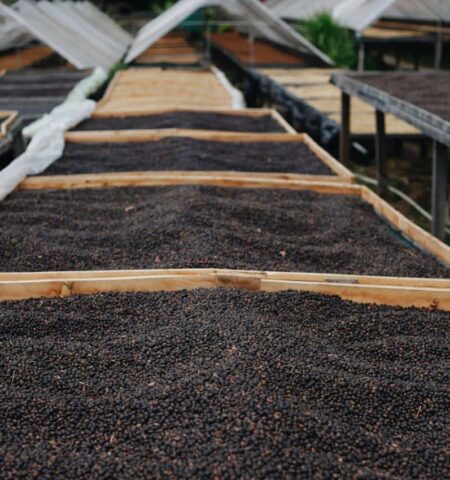 cerises de café sur lits africains