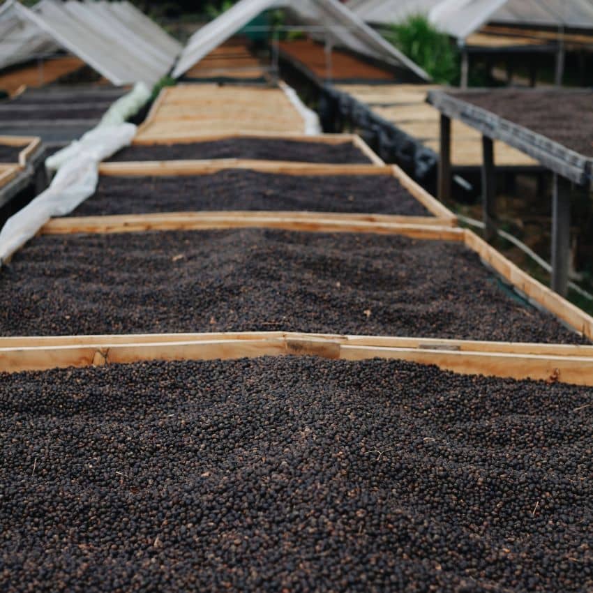 cerises de café sur lits africains