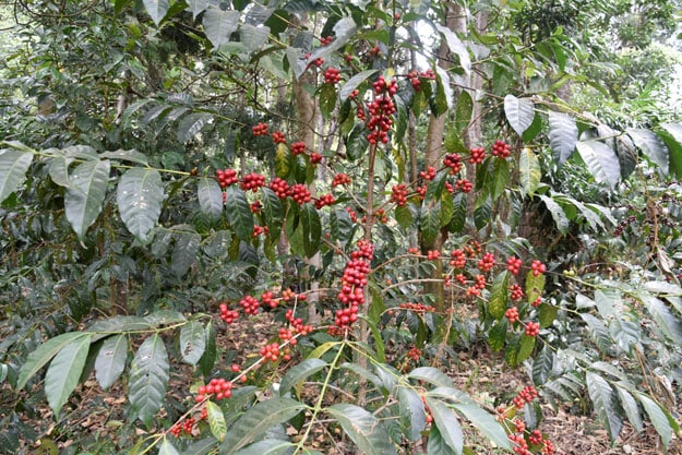 Caféiers dans la forêt en Éthiopie Caféiers dans la forêt éthiopienne