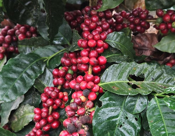 cerises-de-café-mûres-sur-l'arbre Cerises de cafés mûres sur l'arbre