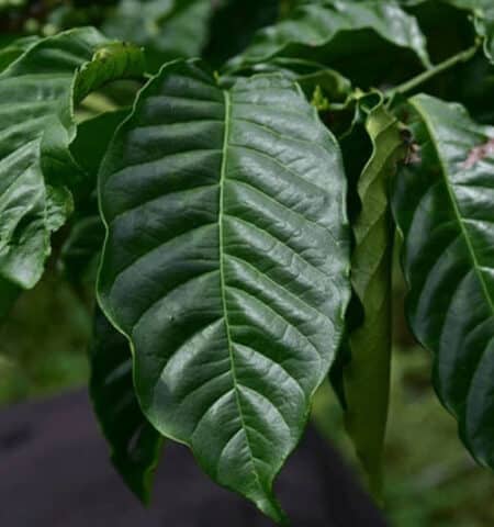 feuille de caféier - robusta