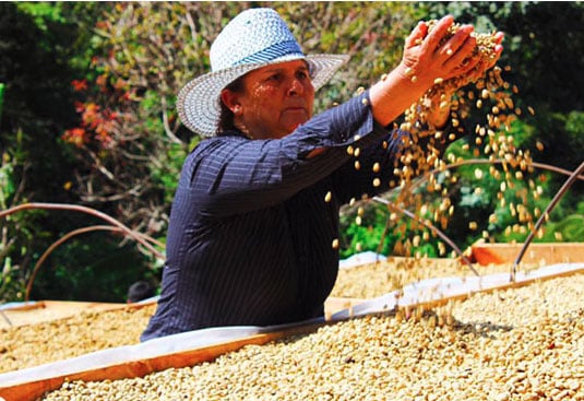 Photo-de-la-ferme-de-café-du-Costa-Rica